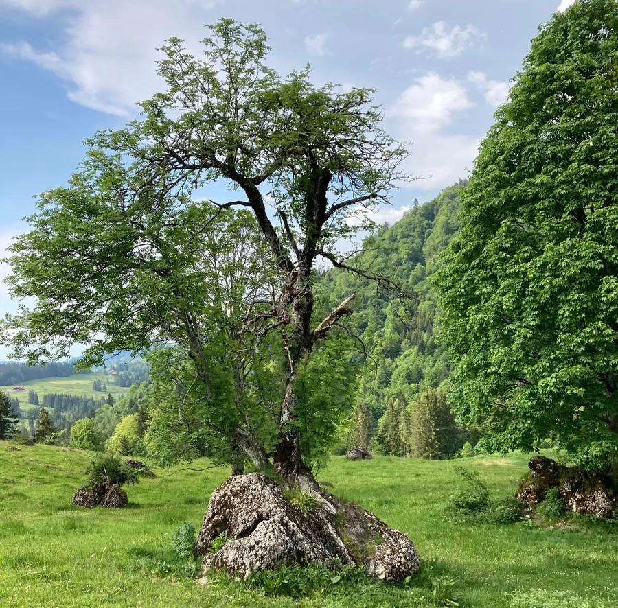 Baum in Landschaft